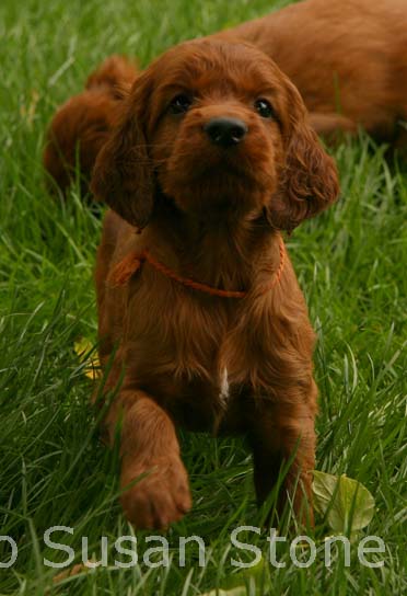 IMAGE et ses CHIOTS