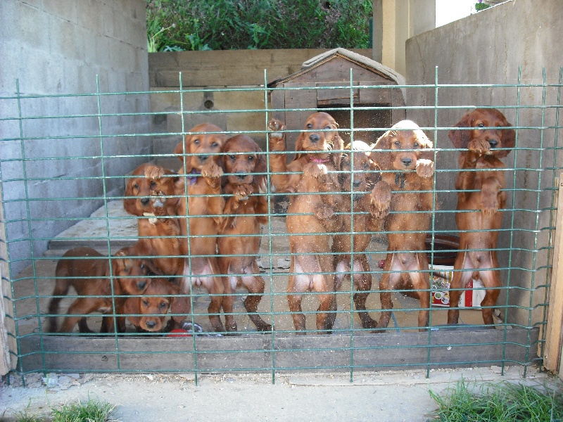 Les chiots à 8 semaines