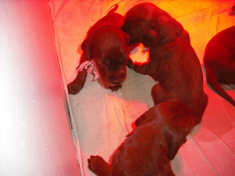 Les chiots à 20 jours (2013 )